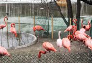 Уборка территории Новосибирский зоопарк 27.04.21 007
